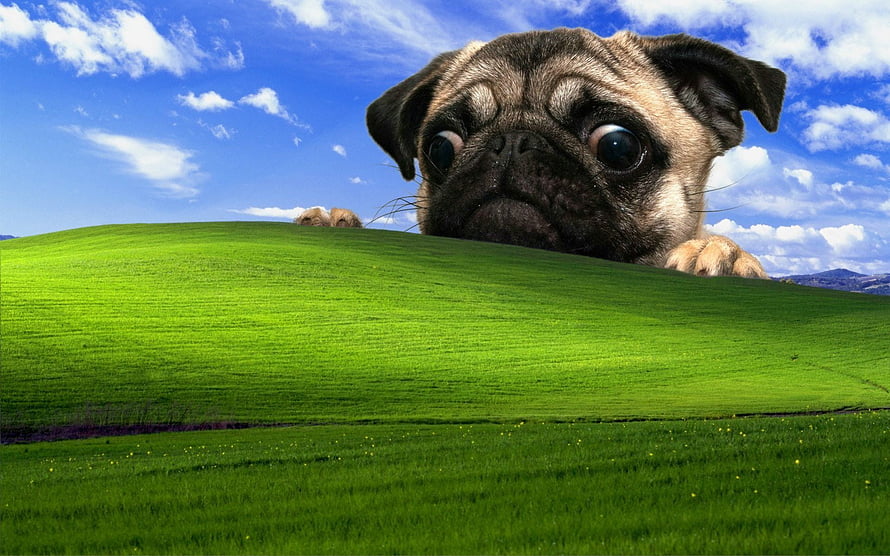 Pug Dog Peeking Over a Green Hill Under a Blue Sky HD wallpaper