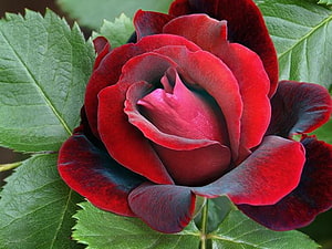Deep Crimson Rose in Full Bloom with Lush Green Foliage HD wallpaper