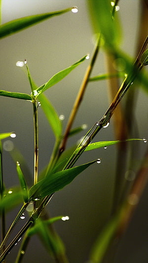 Macro Photography of Green Grass Blades with Dew Drops HD phone wallpaper
