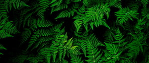 Lush Green Fern Fronds Against a Dark Background HD wallpaper