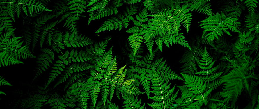 Lush Green Fern Fronds Against a Dark Background HD wallpaper