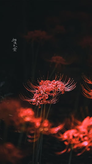 Red Spider Lily Blooming in Dark Night with Dramatic Lighting HD phone wallpaper