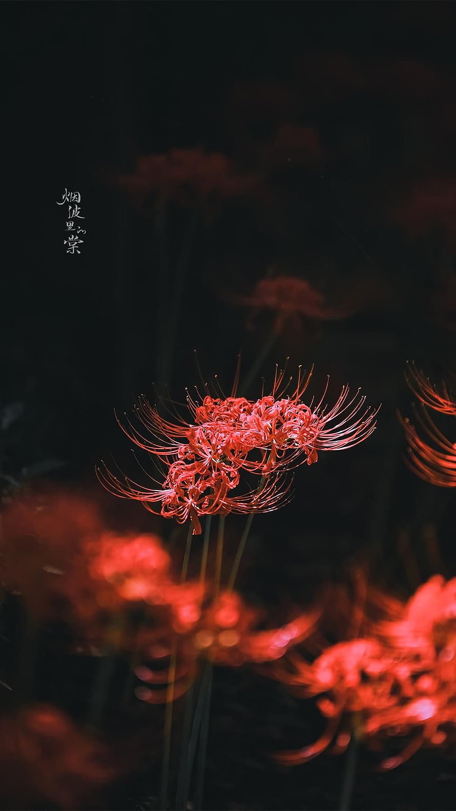 Red Spider Lily Blooming in Dark Night with Dramatic Lighting HD phone wallpaper