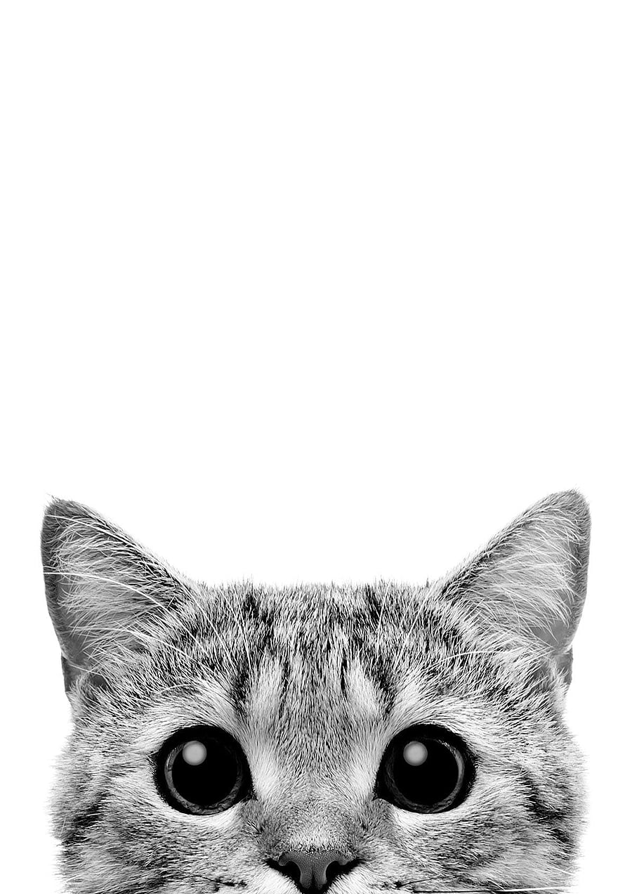 Black and White Tabby Cat Portrait with Large Expressive Eyes on Minimalist White Background HD phone wallpaper