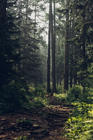 Misty Conifer Forest Trail with Tall Evergreen Trees and Lush Undergrowth HD phone wallpaper