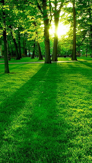 Sunlit Park Lawn with Tall Trees and Long Shadows in Spring HD phone wallpaper
