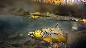 Brown Trout Swimming Underwater in a Clear Stream with Autumn Foliage HD wallpaper
