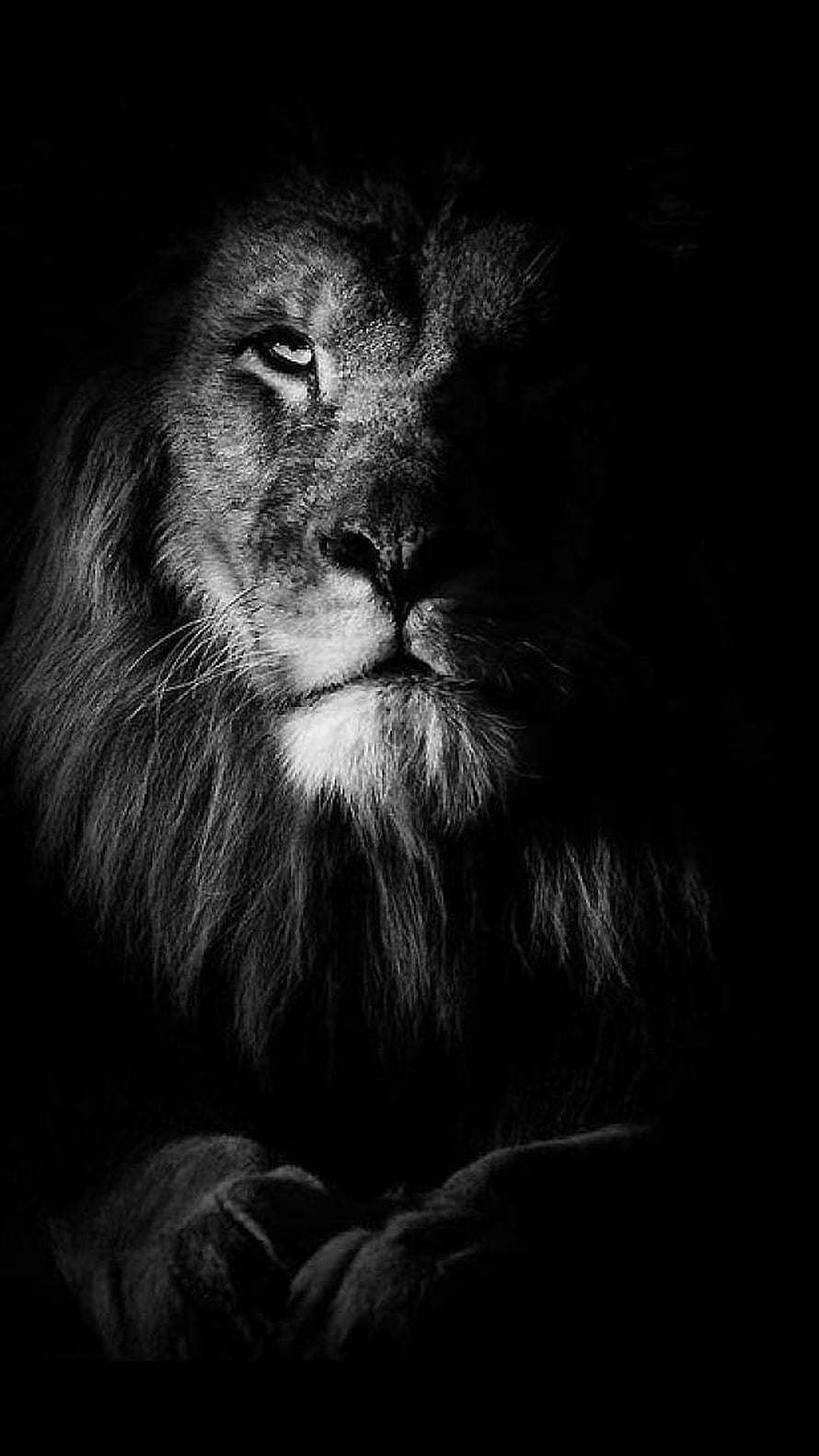 Dramatic Black and White Portrait of a Majestic Lion with Intense Gaze HD phone wallpaper