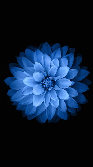Vibrant Blue Dahlia Flower Isolated on a Deep Black Background HD phone wallpaper