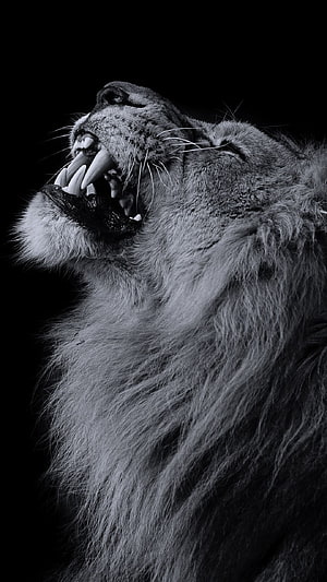 Black and White Portrait of a Roaring Lion with Open Mouth and Sharp Teeth HD phone wallpaper