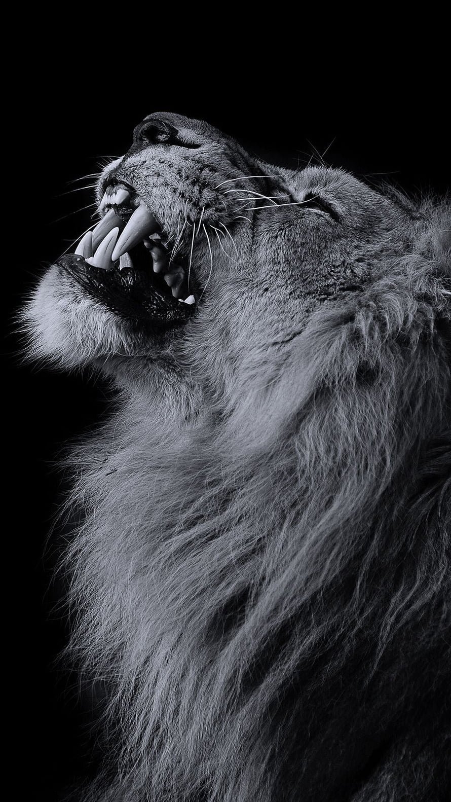 Black and White Portrait of a Roaring Lion with Open Mouth and Sharp Teeth HD phone wallpaper