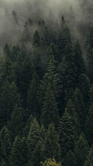 Misty Evergreen Forest Canopy Shrouded in Dense Fog and Dark Green Tones HD phone wallpaper