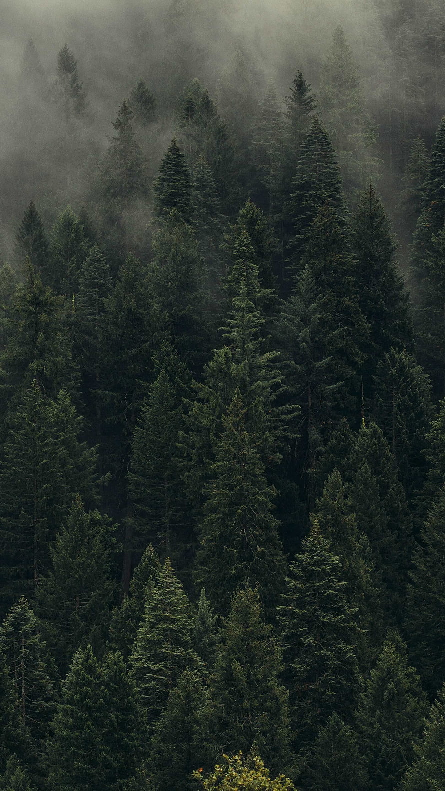 Misty Evergreen Forest Canopy Shrouded in Dense Fog and Dark Green Tones HD phone wallpaper