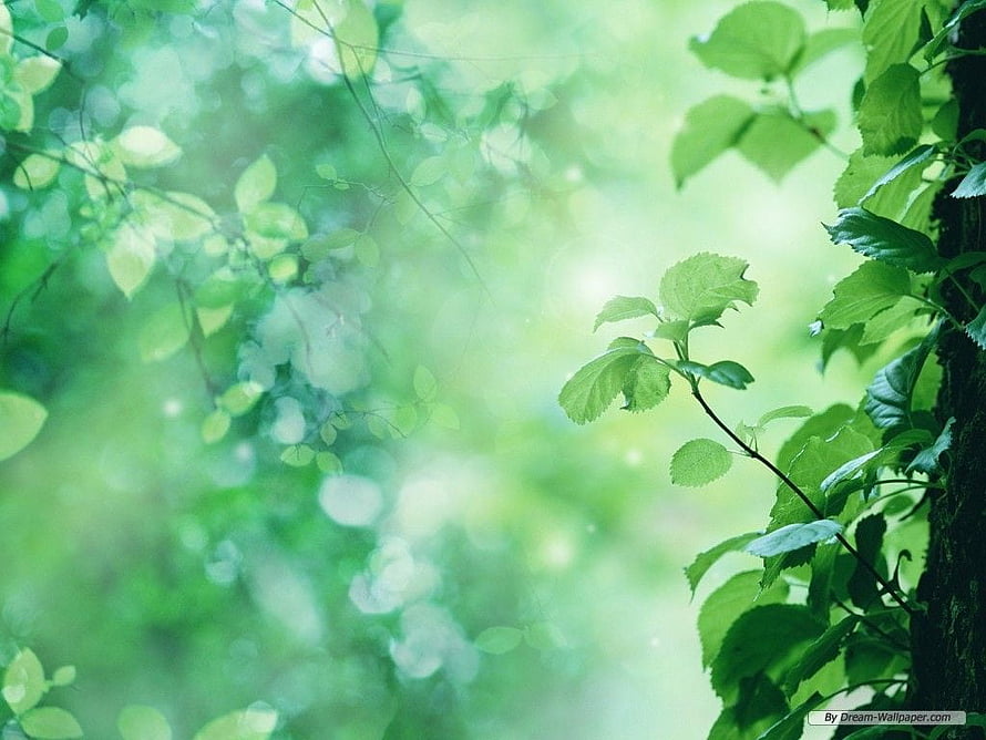 Soft Focus Green Forest Foliage with Sunlight Bokeh and Fresh Leaves HD wallpaper