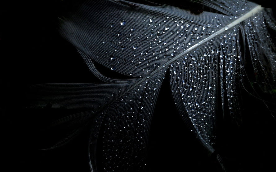 Macro Photography of a Black Feather with Glistening Water Droplets on a Dark Background HD wallpaper