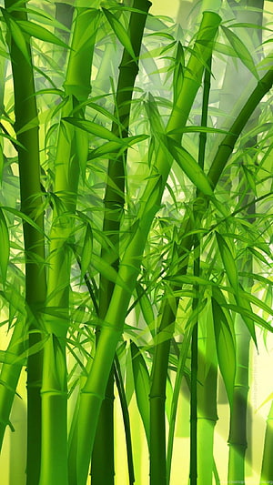Lush Green Bamboo Grove with Tall Stalks and Delicate Leaves in Soft Light HD phone wallpaper