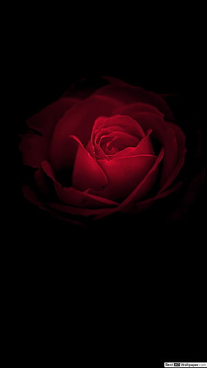 Deep Crimson Rose Bloom Emerging from Pitch Black Darkness HD phone wallpaper