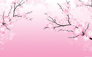 Delicate Japanese Cherry Blossom Branches on a Soft Pink Gradient Background HD wallpaper