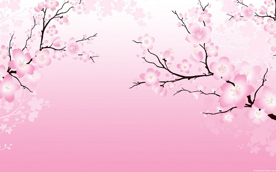 Delicate Japanese Cherry Blossom Branches on a Soft Pink Gradient Background HD wallpaper