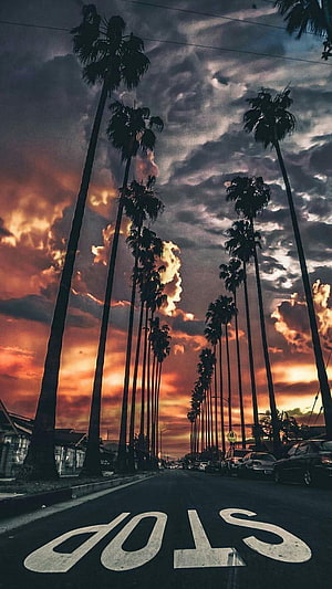Dramatic California Sunset Over Palm Tree Lined Street with Stop Sign HD phone wallpaper