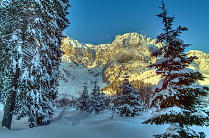 Snow-Covered Spruce Trees Framing Sunlit Alpine Peaks in Austria HD wallpaper