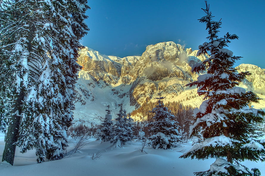 Snow-Covered Spruce Trees Framing Sunlit Alpine Peaks in Austria HD wallpaper