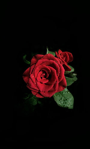 Vibrant red rose with dew drops set against a deep black background HD phone wallpaper