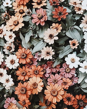 Rustic Zinnia Garden with Warm Terracotta and White Blooms HD phone wallpaper