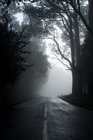 Misty Forest Road Vanishing Into Fog With Tall Trees And Empty Asphalt HD phone wallpaper
