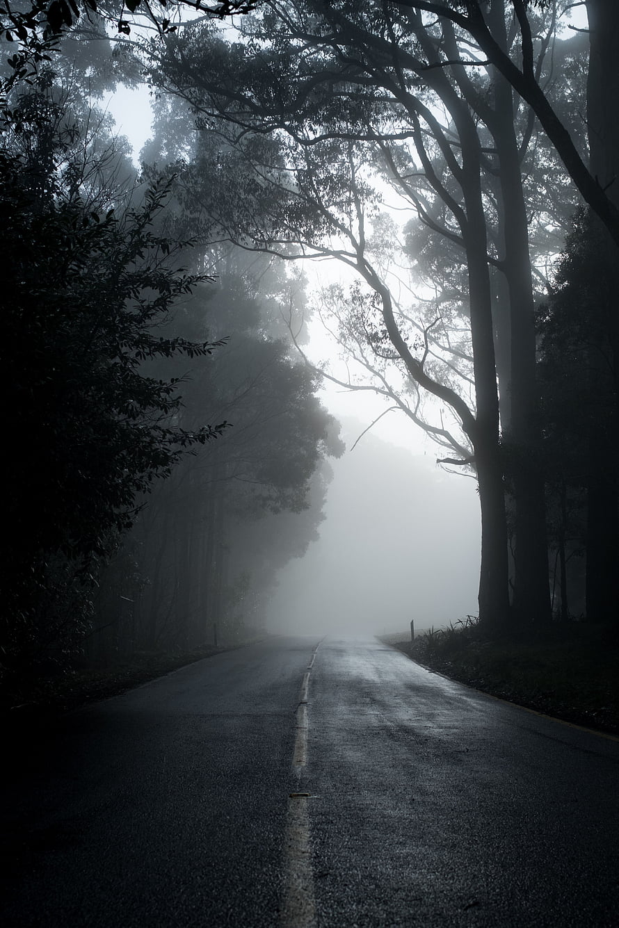 Misty Forest Road Vanishing Into Fog With Tall Trees And Empty Asphalt HD phone wallpaper