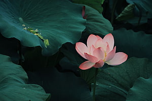 Pink Lotus Bloom Rising Above Dark Green Leaves in a Serene Pond Setting HD wallpaper