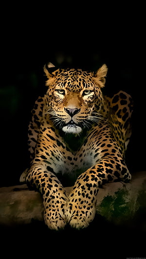 Majestic Leopard Portrait With Intense Gaze Against Dark Background HD phone wallpaper