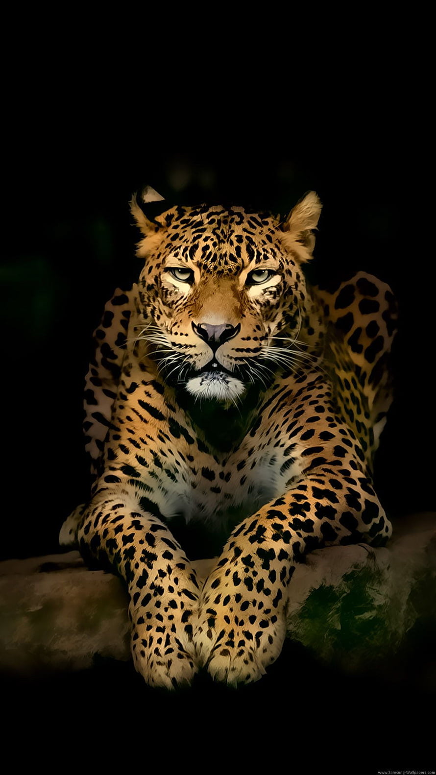 Majestic Leopard Portrait With Intense Gaze Against Dark Background HD phone wallpaper