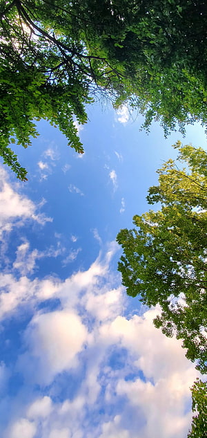 Looking Up Through Green Tree Canopy at Blue Sky with White Clouds HD phone wallpaper