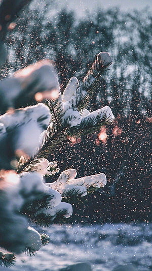 Snow-Laden Pine Branches in a Winter Forest with Soft Falling Snowflakes HD phone wallpaper