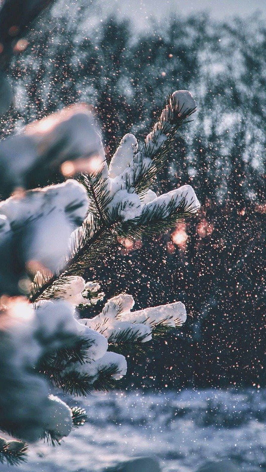 Snow-Laden Pine Branches in a Winter Forest with Soft Falling Snowflakes HD phone wallpaper