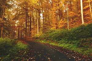 Golden Autumn Forest Path Lined With Tall Trees And Fallen Leaves HD wallpaper