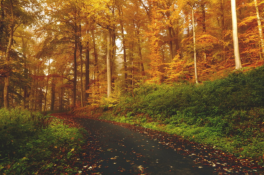 Golden Autumn Forest Path Lined With Tall Trees And Fallen Leaves HD wallpaper