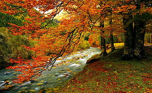 Vibrant autumn foliage over a rushing forest creek with red and orange leaves HD wallpaper