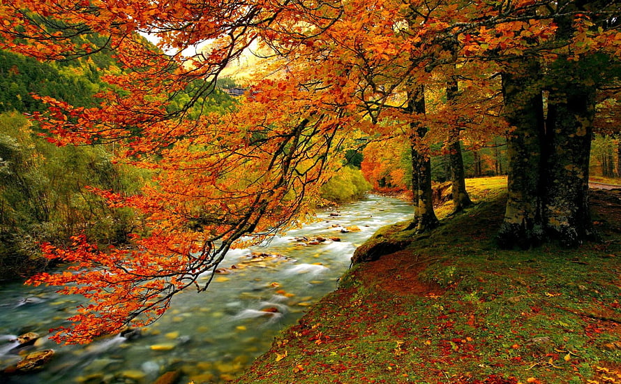 Vibrant autumn foliage over a rushing forest creek with red and orange leaves HD wallpaper