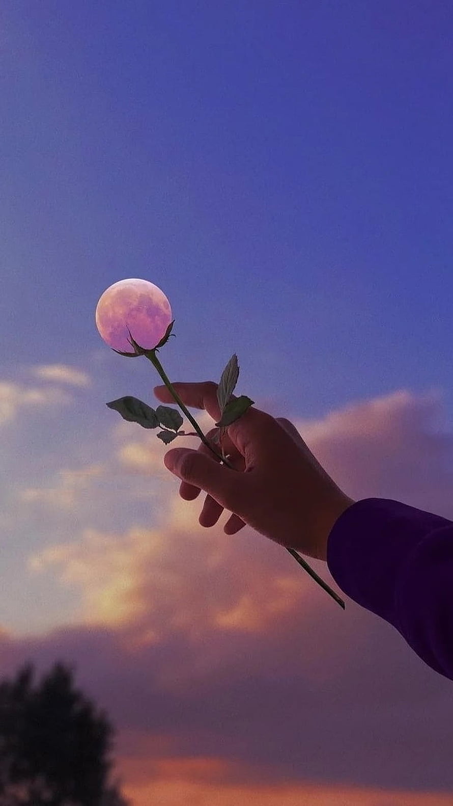 Hand Holding Rose Silhouetted Against Full Moon and Twilight Sky HD phone wallpaper