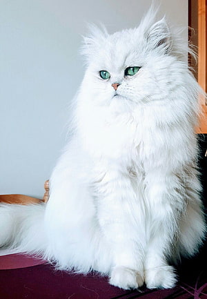 Fluffy White Persian Cat With Green Eyes Sitting On A Table HD phone wallpaper