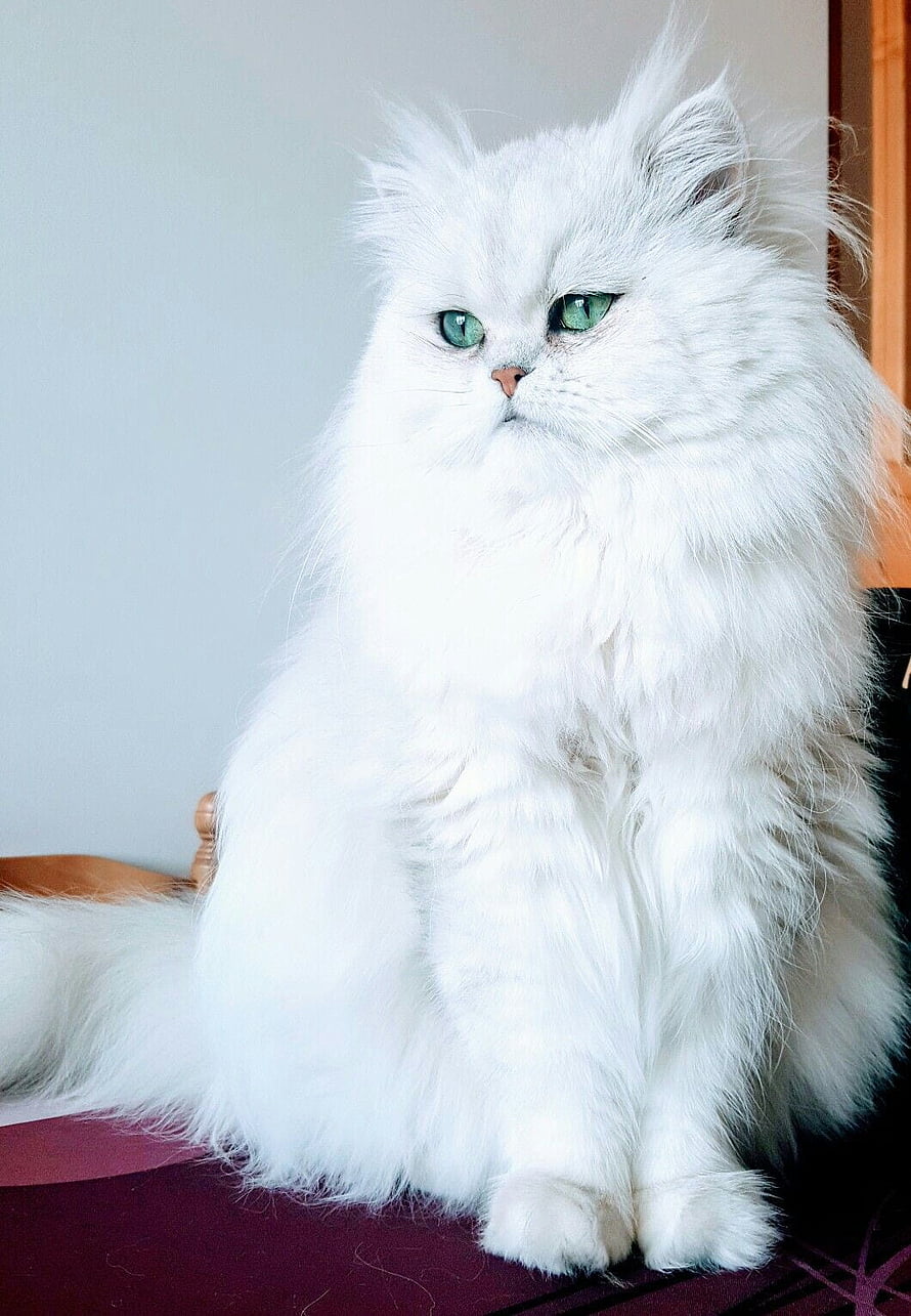 Fluffy White Persian Cat With Green Eyes Sitting On A Table HD phone wallpaper