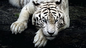 Majestic White Tiger Resting On Dark Rock With Intense Blue Eyes And Distinct Black Stripes HD wallpaper