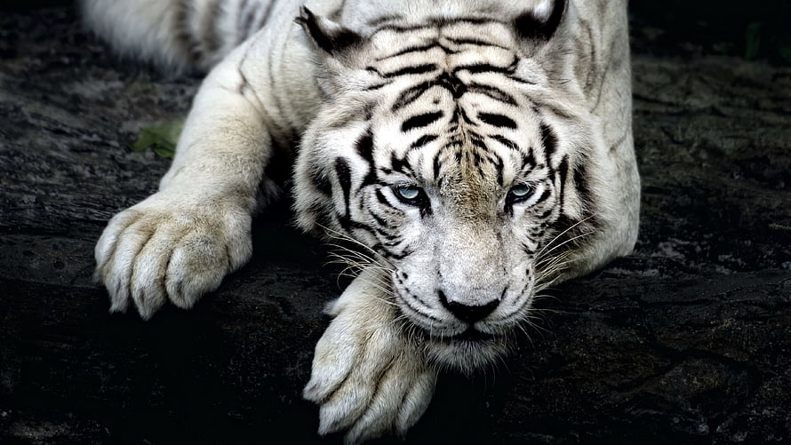 Majestic White Tiger Resting On Dark Rock With Intense Blue Eyes And Distinct Black Stripes HD wallpaper