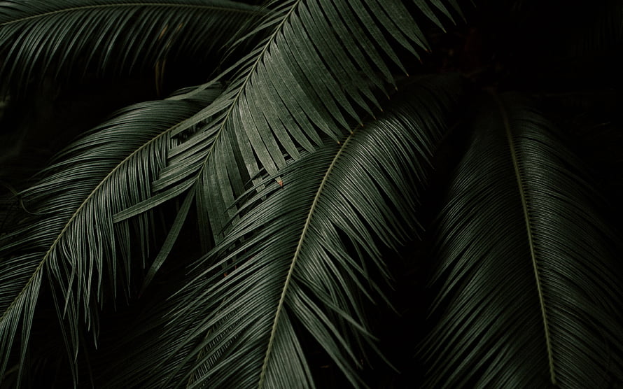 Dark tropical palm fronds with deep green botanical texture and moody natural lighting HD wallpaper