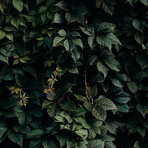 Dark Green Ivy Leaves in Deep Shade with Natural Texture and Moody Aesthetic HD phone wallpaper