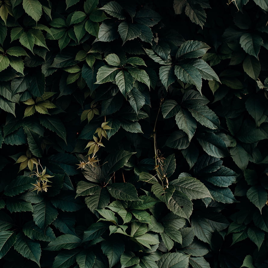 Dark Green Ivy Leaves in Deep Shade with Natural Texture and Moody Aesthetic HD phone wallpaper