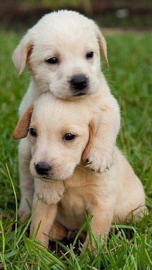 Two Adorable Cream Labrador Puppies Playing Together in Green Grass HD phone wallpaper
