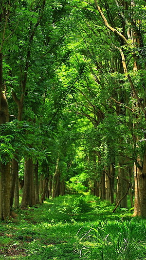 Sunlit Forest Path Lined With Tall Trees And Lush Green Undergrowth HD phone wallpaper